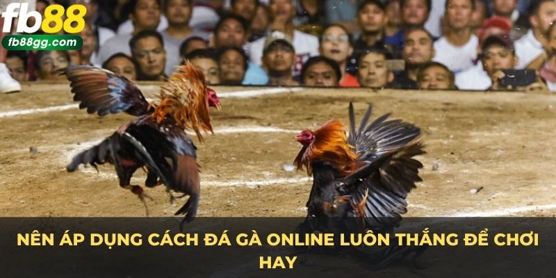 Cách Đá Gà Online Luôn Thắng - Bí Quyết Độc Quyền Từ Chuyên Gia tại FB88 4 Nên áp dụng cách đá gà online luôn thắng để chơi hay