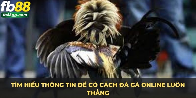 Cách Đá Gà Online Luôn Thắng - Bí Quyết Độc Quyền Từ Chuyên Gia tại FB88 2 Tìm hiểu thông tin để có cách đá gà online luôn thắng