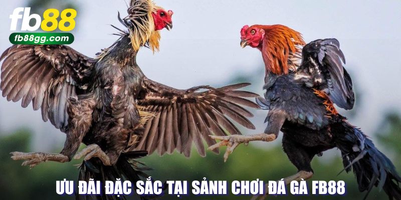 ĐÁ GÀ 4 Ưu đãi đặc sắc tại sảnh chơi FB88
