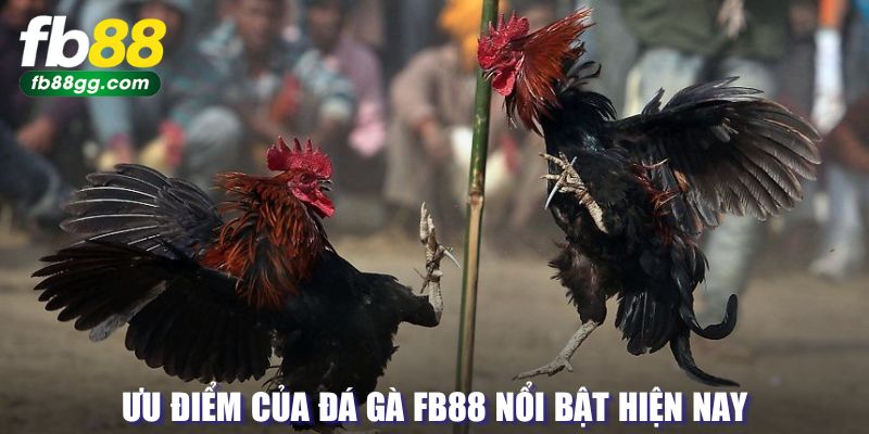 ĐÁ GÀ 3 Lợi ích nổi bật của thi đấu gà FB88