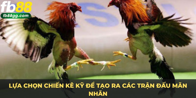 Gà Chọi - Bí Quyết Chọn Chiến Kê Chinh Phục Mọi Sàn Đấu 4 Lựa chọn chiến kê kỹ để tạo ra các trận đấu mãn nhãn