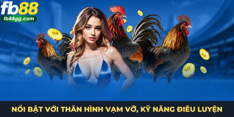 Gà Chọi - Bí Quyết Chọn Chiến Kê Chinh Phục Mọi Sàn Đấu 2 Nổi bật với thân hình vạm vỡ, kỹ năng điêu luyện