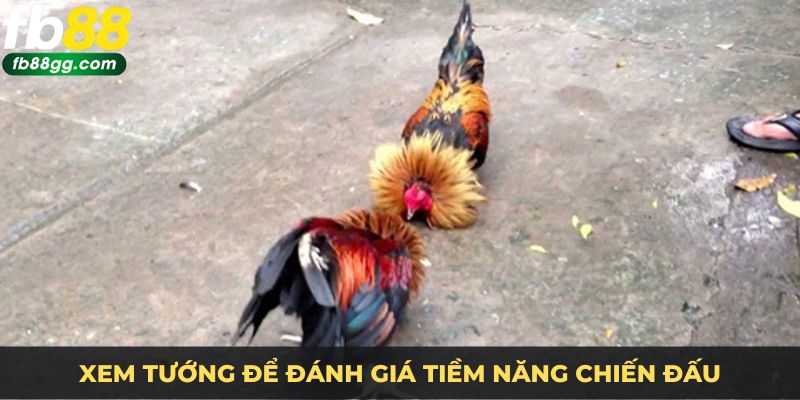 Gà Chọi - Bí Quyết Chọn Chiến Kê Chinh Phục Mọi Sàn Đấu 3 Xem tướng để đánh giá tiềm năng chiến đấu