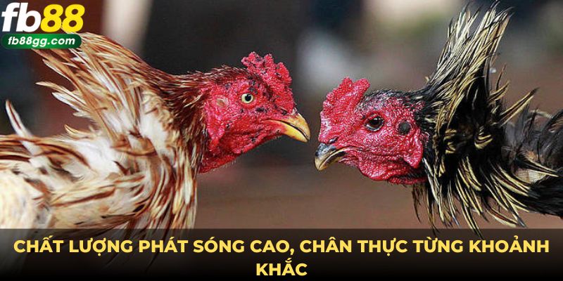 Hướng Dẫn Đá Gà Online - Trải Nghiệm Từ Sân Chơi Đẳng Cấp 3 Chất lượng phát sóng chân thực đem đến trải nghiệm tuyệt vời